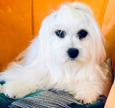 Les chiots de Bichon maltais