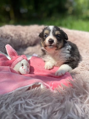 Les chiots de Shetland Sheepdog