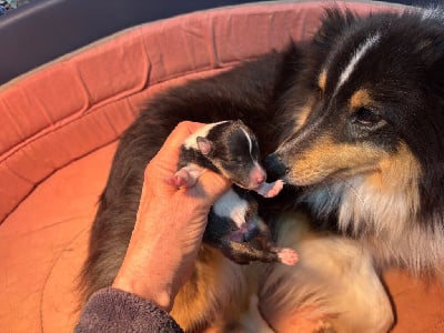 Les chiots de Shetland Sheepdog