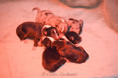 Vidocq brun du Cèdre Enchanté - Shetland Sheepdog