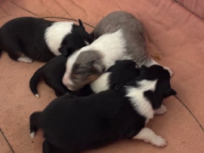 Les chiots de Shetland Sheepdog