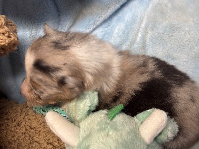 Shetland Sheepdog