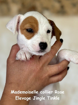 Mademoiselle Collier Rose - Jack Russell Terrier