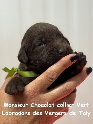 Monsieur Chocolat collier Vert - Labrador Retriever