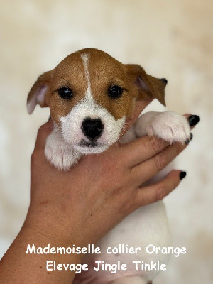 Mademoiselle colllier Orange - Jack Russell Terrier