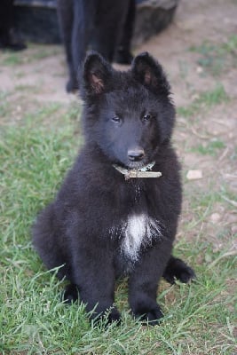 Les chiots de Berger Belge