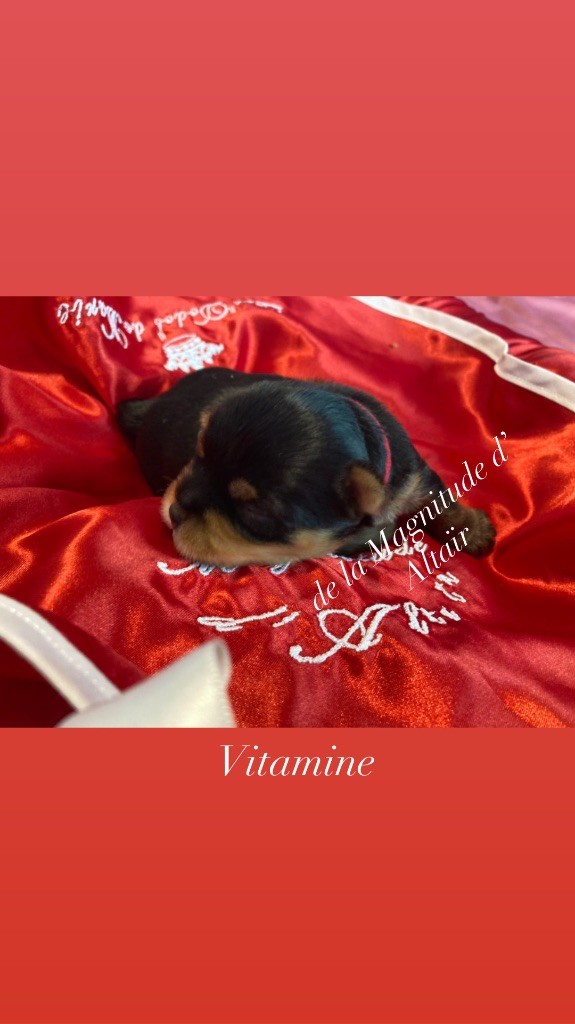 VITAMINE - Yorkshire Terrier