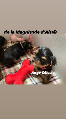 Les chiots de Yorkshire Terrier
