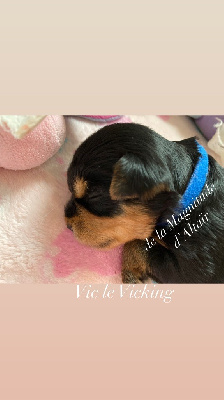 VIC LE VICKING - Yorkshire Terrier