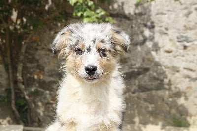 Les chiots de Berger Australien