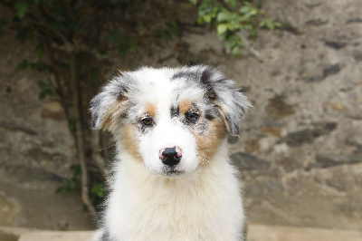 Les chiots de Berger Australien