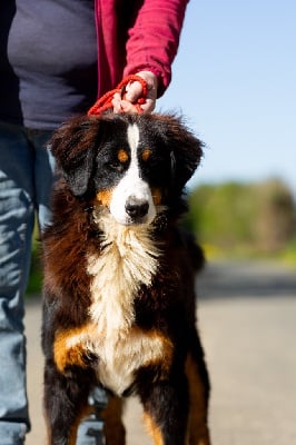 Les chiots de Bouvier Bernois