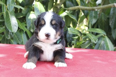 Les chiots de Bouvier Bernois