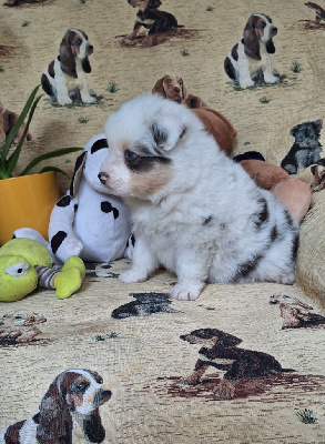 Les chiots de Berger Australien