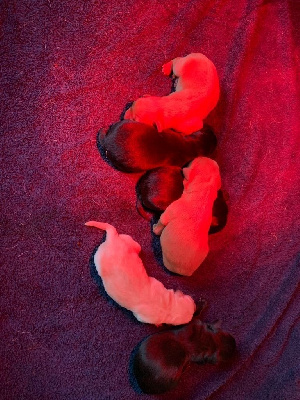 Les chiots de Labrador Retriever