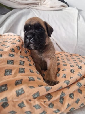 Les chiots de Boxer
