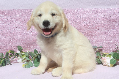 Les chiots de Golden Retriever