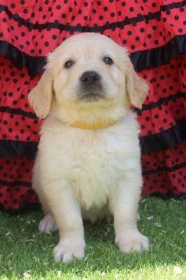 Les chiots de Golden Retriever
