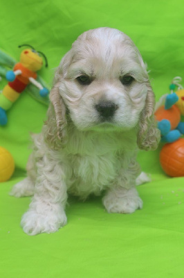 Les chiots de American Cocker Spaniel