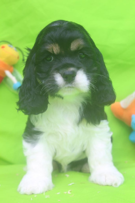 Les chiots de American Cocker Spaniel