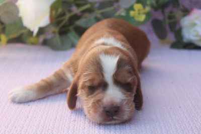 Les chiots de Cocker Spaniel Anglais