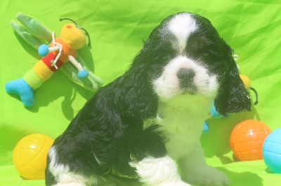 Les chiots de American Cocker Spaniel