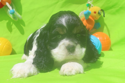 Les chiots de American Cocker Spaniel