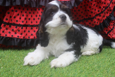 Les chiots de American Cocker Spaniel