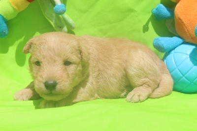 Lakeland Terrier