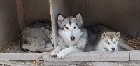 Étalon Alaskan Malamute - Her lady okkomut des rives du haut Verdon