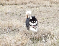 Étalon Alaskan Malamute - snowbleu's U r raven