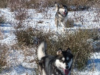 Étalon Alaskan Malamute - Grimy lady okkomut des rives du haut Verdon