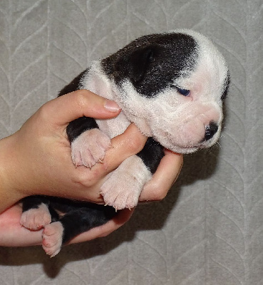 Les chiots de Bulldog continental