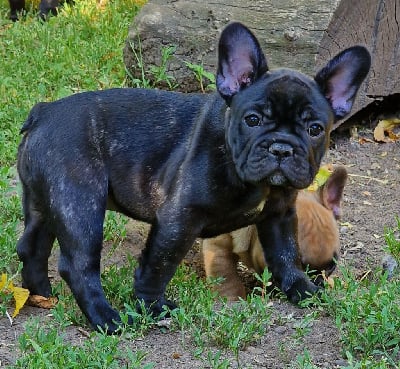 Les chiots de Bouledogue français