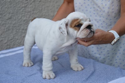Les chiots de Bulldog Anglais