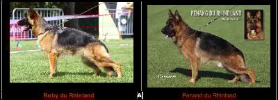 Les chiots de Berger Allemand