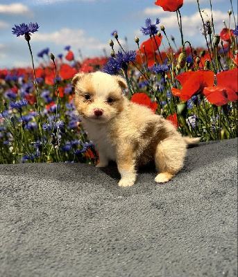 Les chiots de Berger Australien