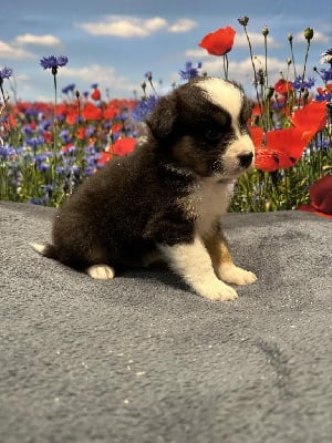 Les chiots de Berger Australien