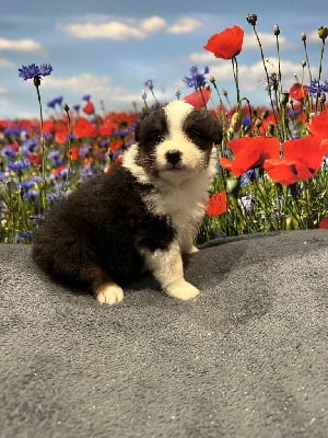Les chiots de Berger Australien