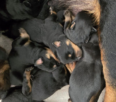 Les chiots de Rottweiler