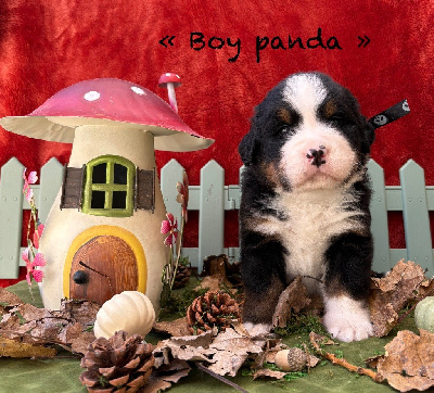 Les chiots de Bouvier Bernois
