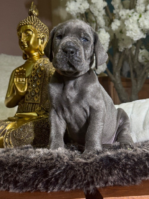 Femelle Collier ORANGE - Dogue allemand