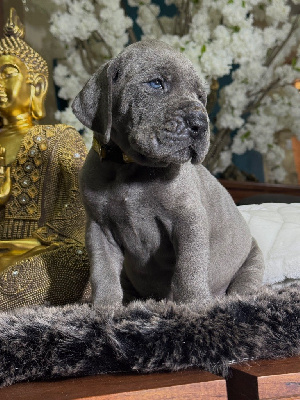 Femelle Collier JAUNE - Dogue allemand