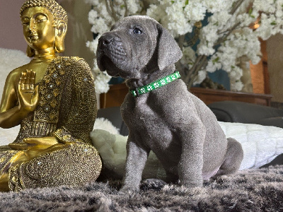 Mâle collier VERT FONCE - Dogue allemand