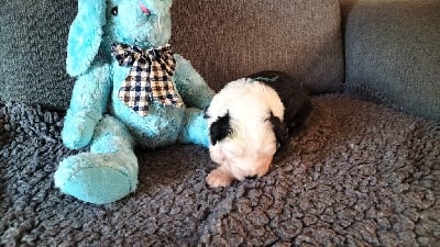 Les chiots de Bobtail