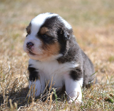 Les chiots de Berger Australien