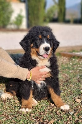 Les chiots de Bouvier Bernois
