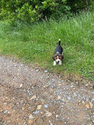 Les chiots de Beagle
