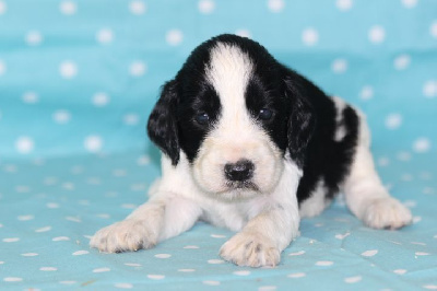 Les chiots de English Springer Spaniel