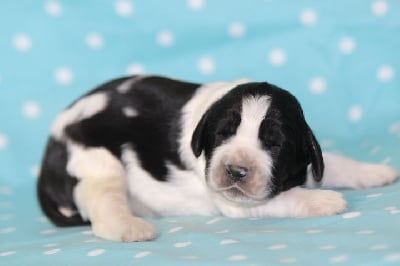 Les chiots de English Springer Spaniel